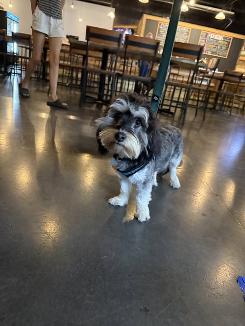 CUPCAKE - Maltese / Dachshund available for adoption