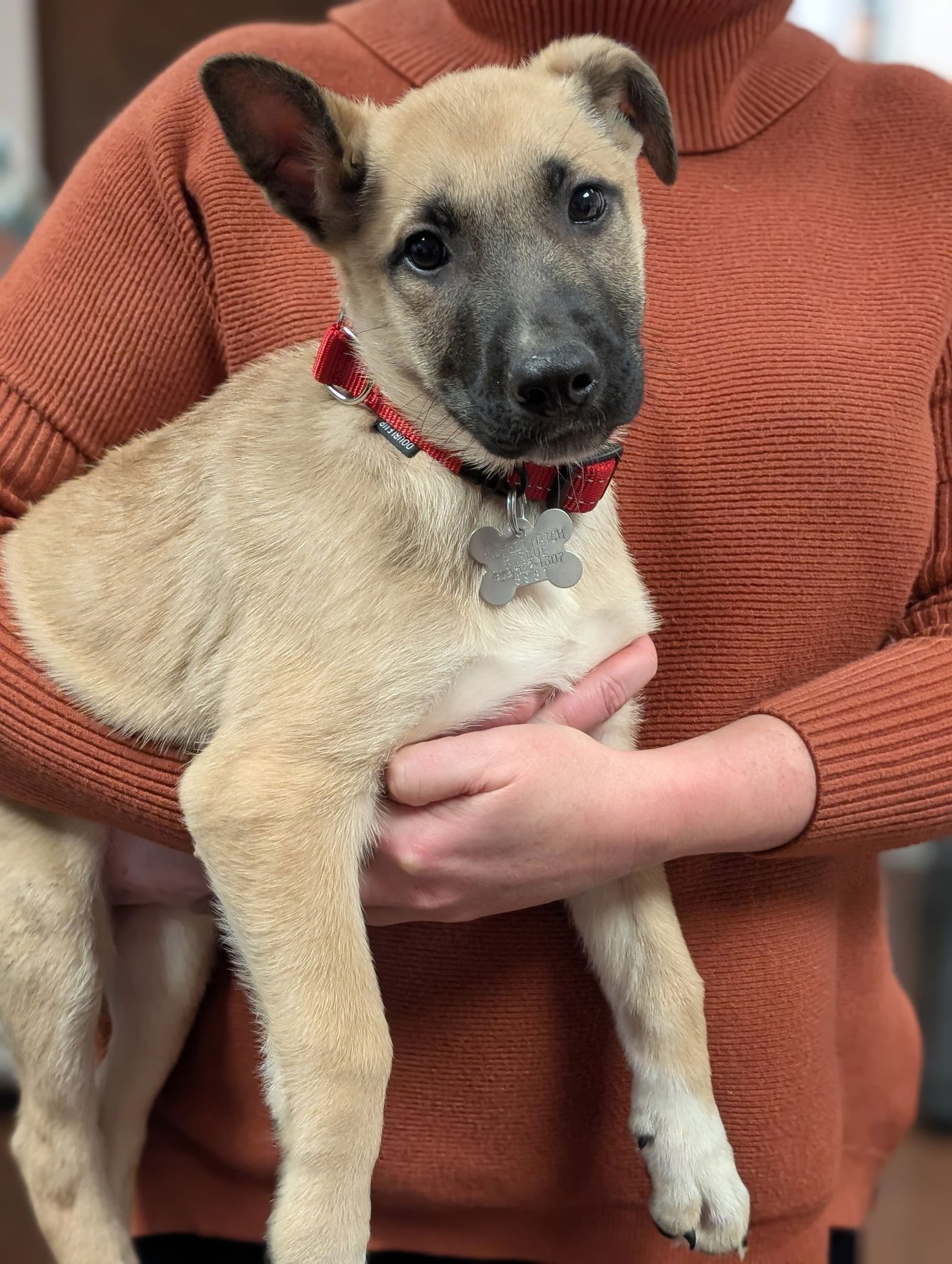 SEGAR - Shepherd available for adoption