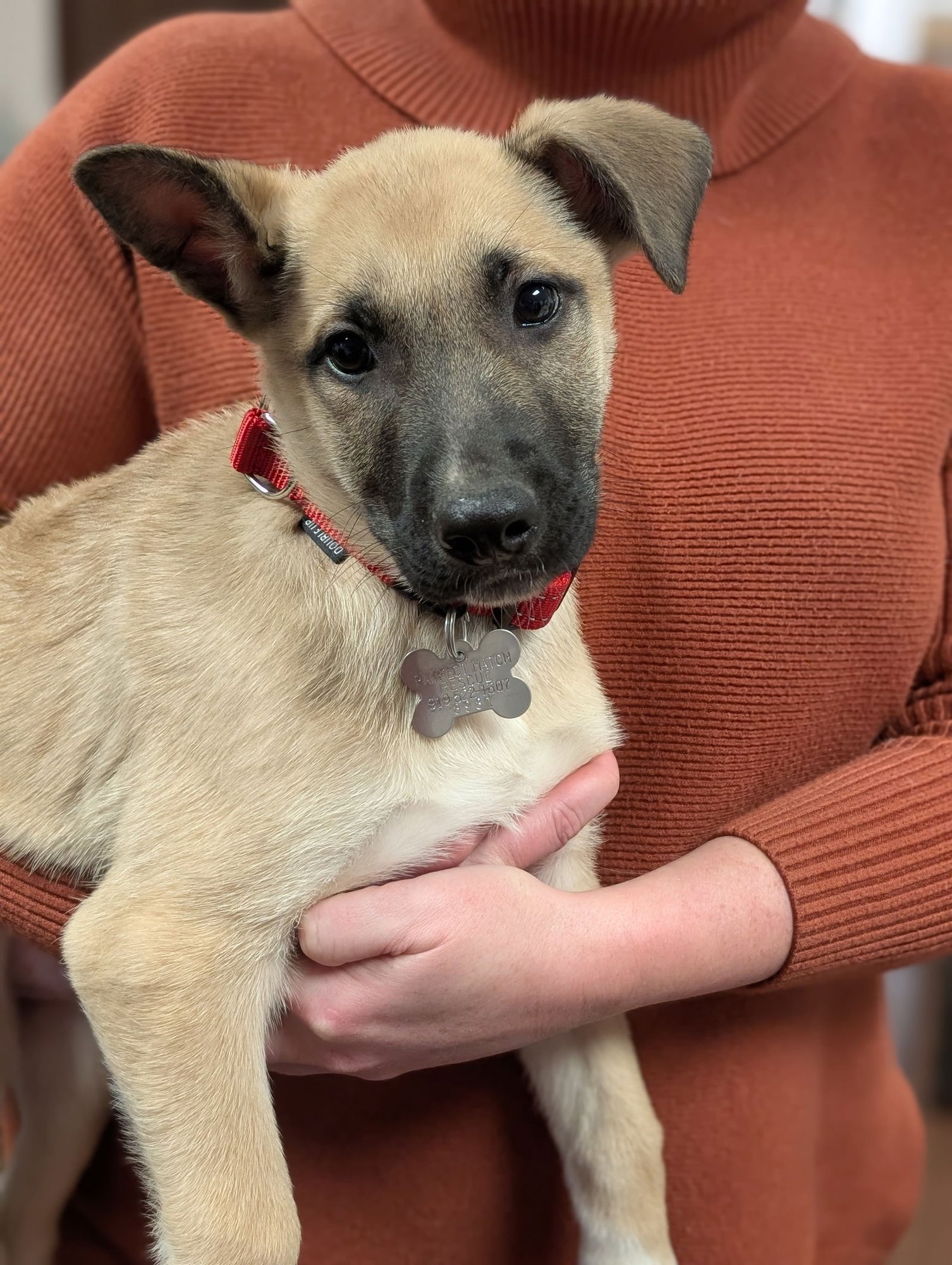 SEGAR - Shepherd available for adoption