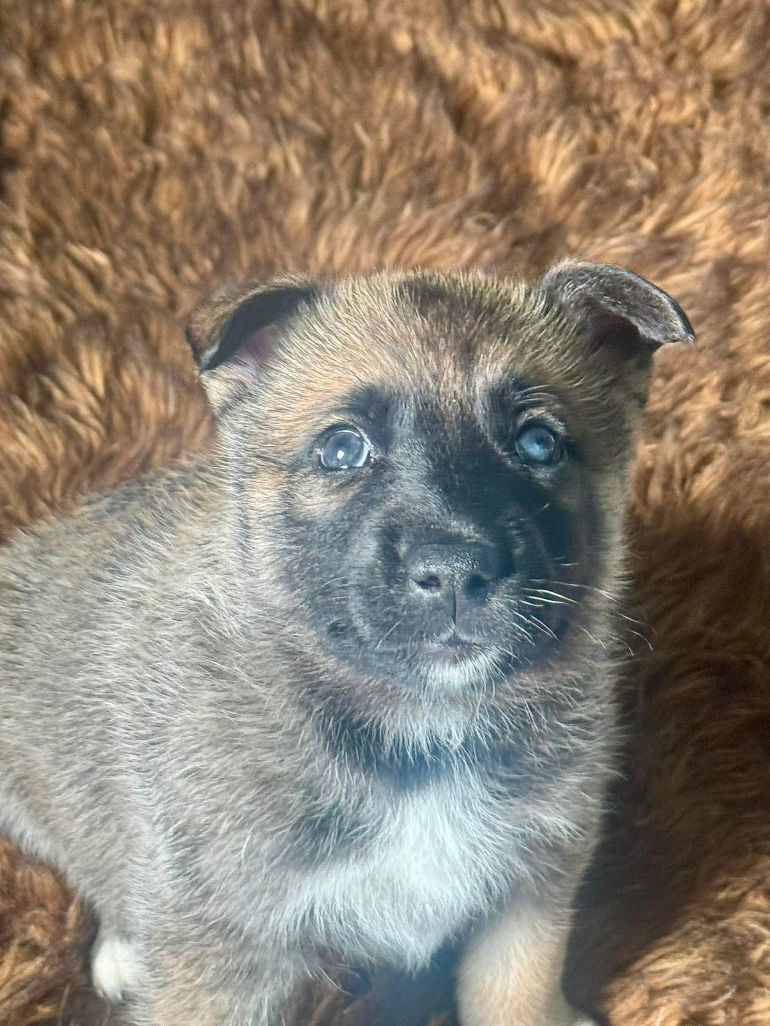 YUKON - Husky available for adoption