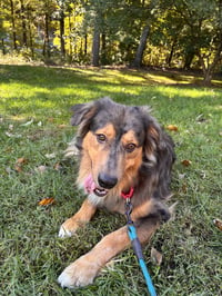 Loki - Photo 4