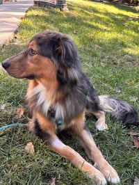 Loki - Photo 5