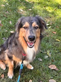 Loki - Photo 3