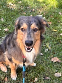 Loki - Photo 2