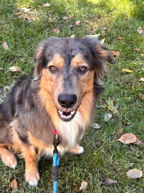 LOKI - Australian Shepherd available for adoption