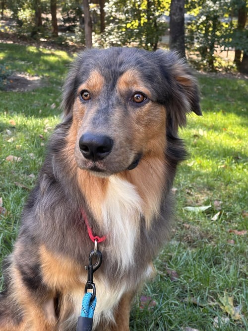 LOKI - Australian Shepherd available for adoption