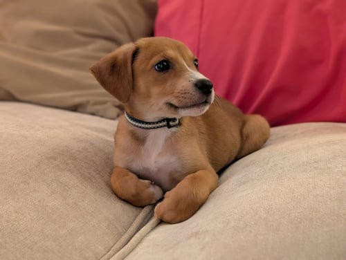 LUNA H - Hound / American Pit Bull Terrier available for adoption