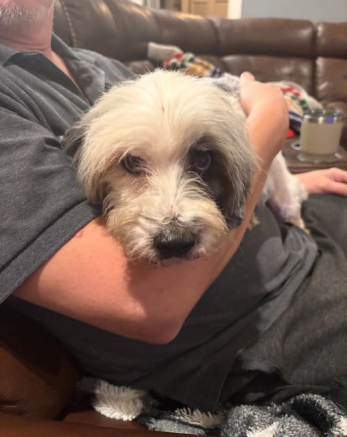 FRANKIE POOH - Australian Shepherd / Poodle (Miniature) available for adoption