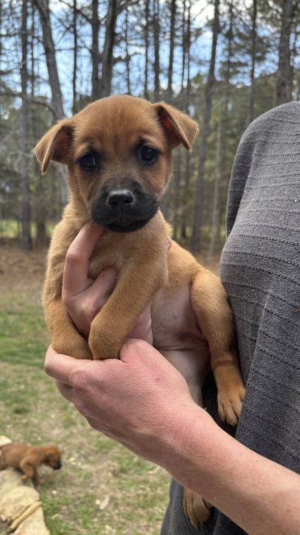 Bernadette - Big Bang Litter Image