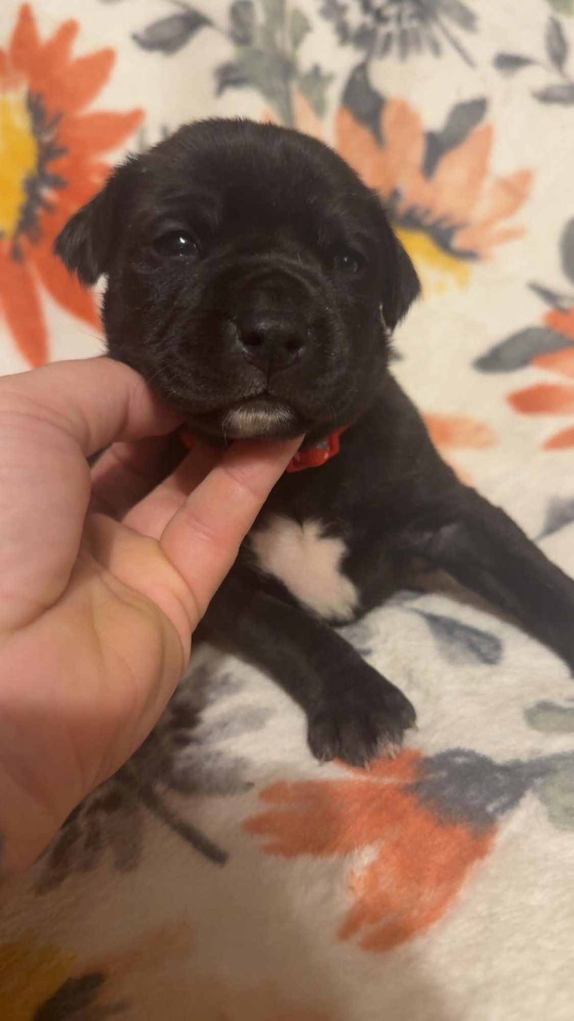 ROSE-STELLA'S LITTER - Shepherd / Boxer available for adoption