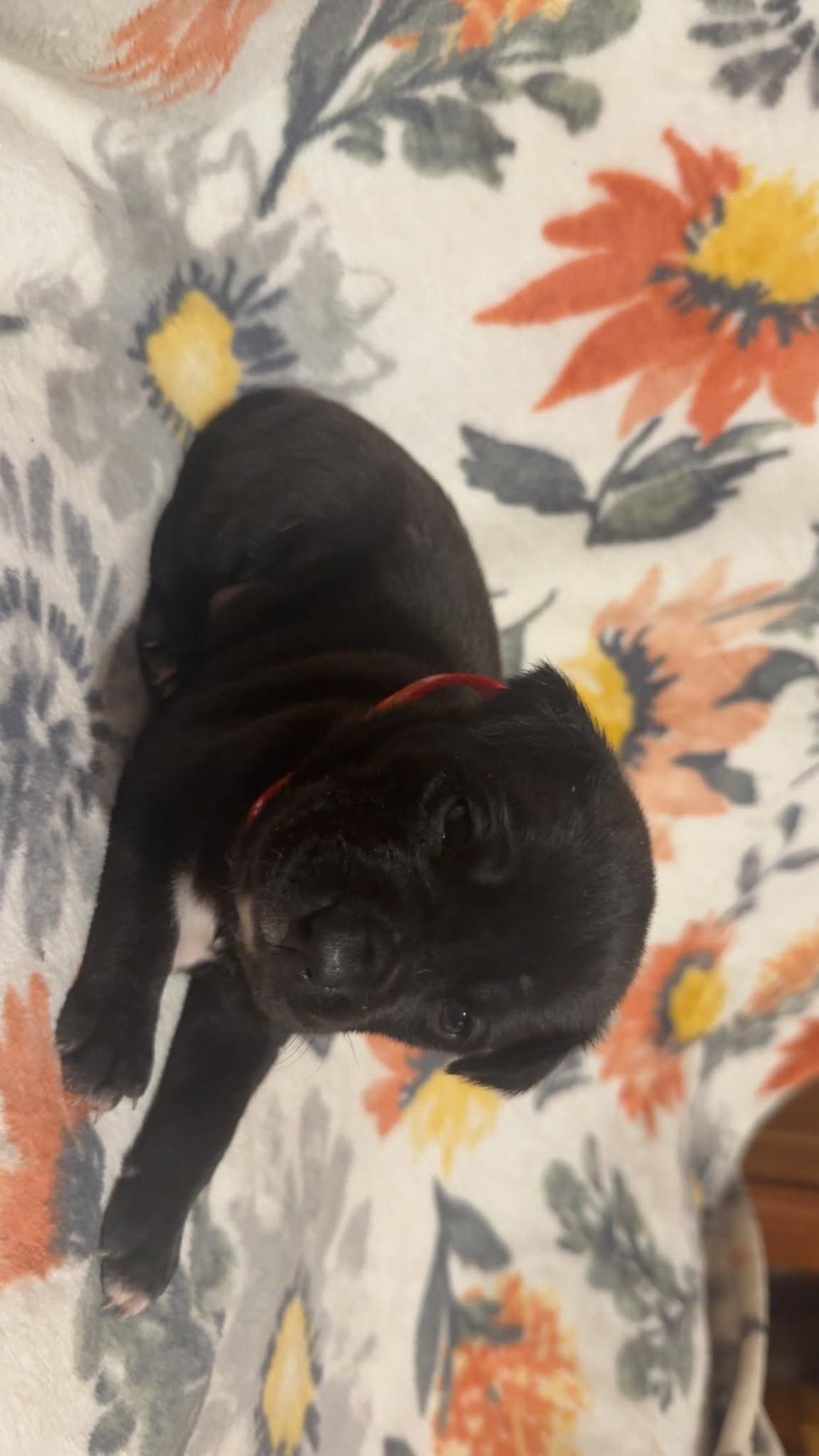 ROSE-STELLA'S LITTER - Shepherd / Boxer available for adoption