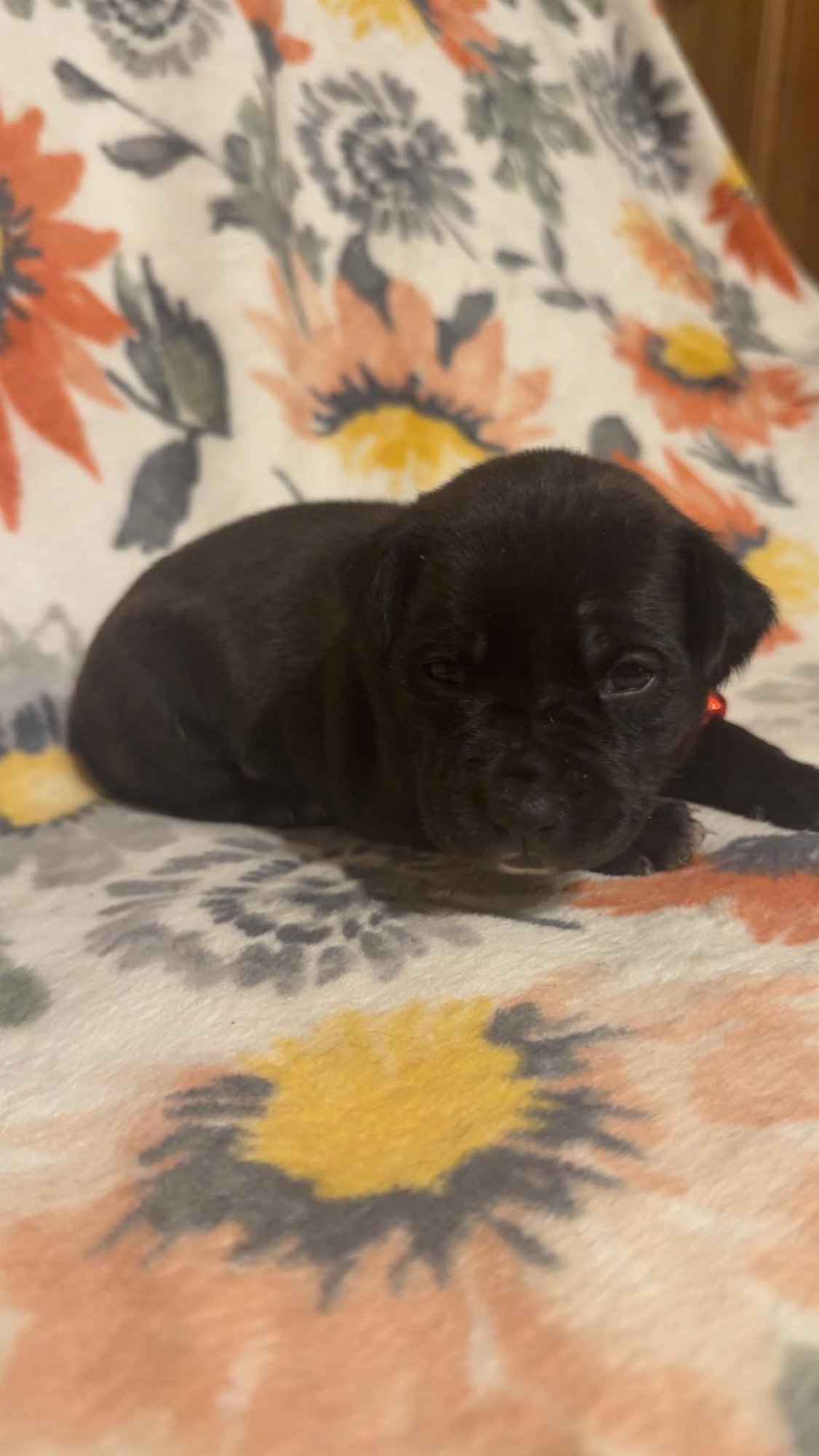 Rose-Stella's Litter - Photo 3