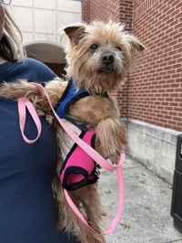 Tilly - Photo 1