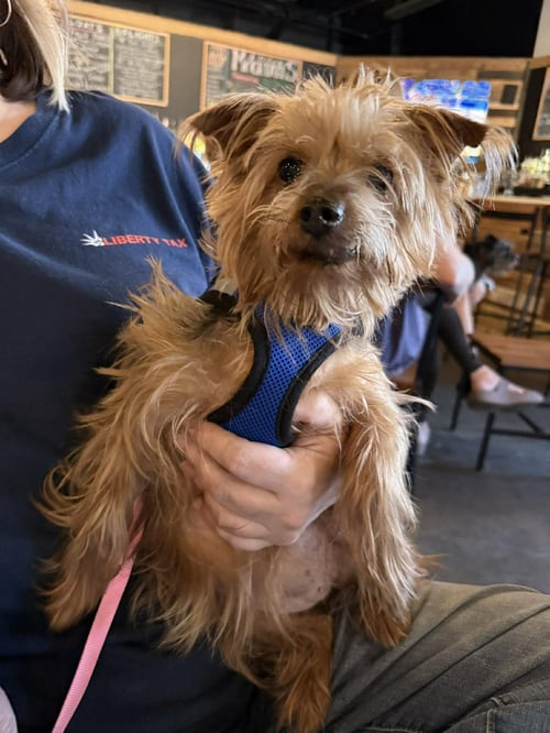 TILLY - Yorkshire Terrier Yorkie available for adoption