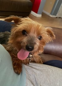 Tilly - Photo 3