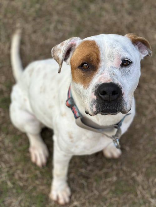 SWEETY - American Pit Bull Terrier / American Staffordshire Terrier available for adoption