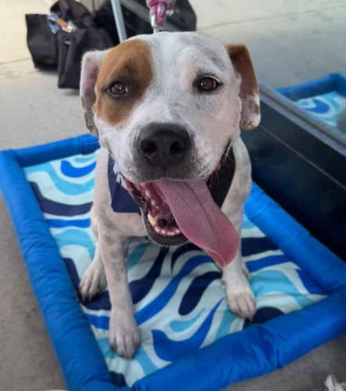 SWEETY - American Pit Bull Terrier / American Staffordshire Terrier available for adoption