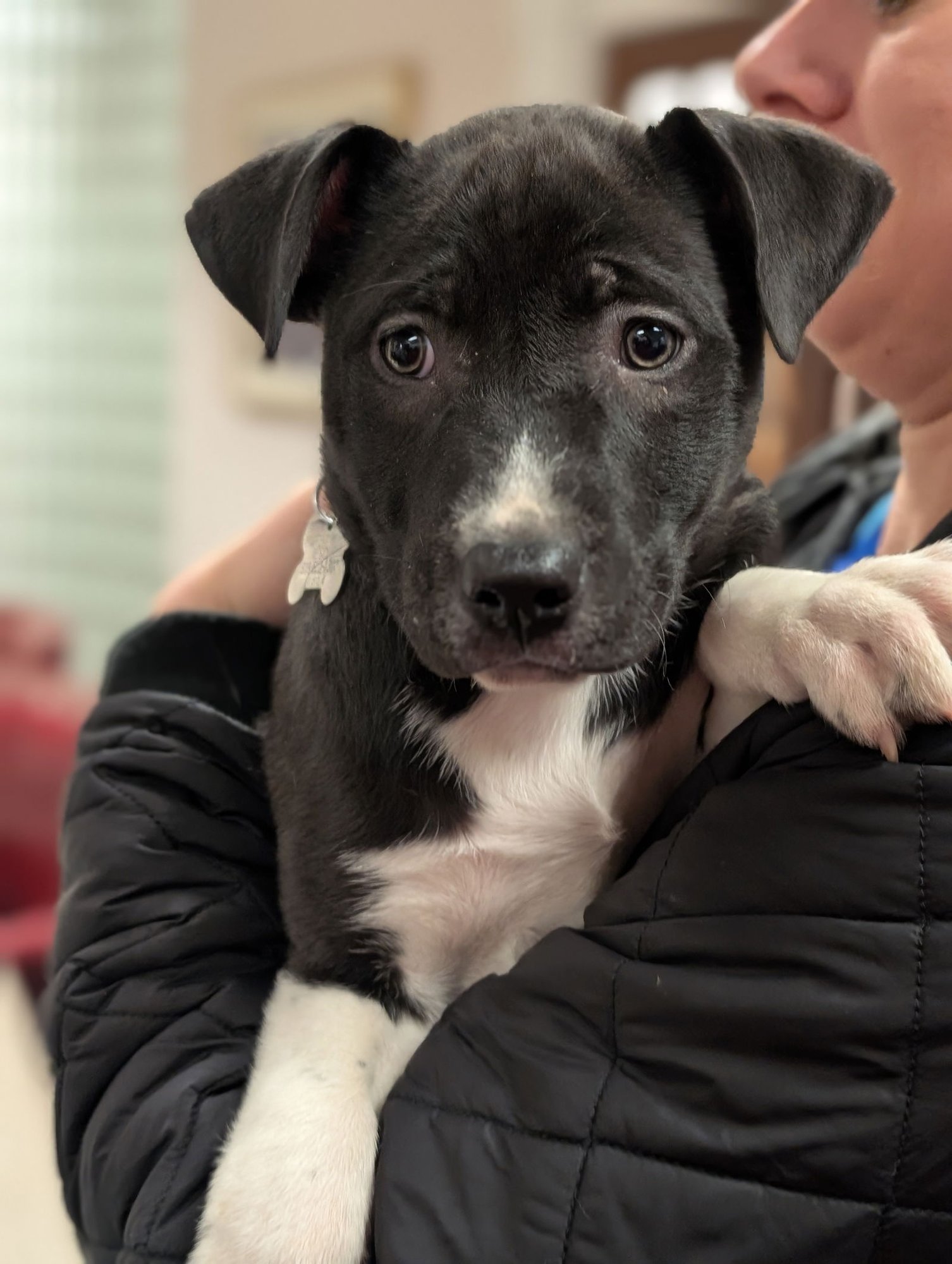 JACKSON - Shepherd available for adoption