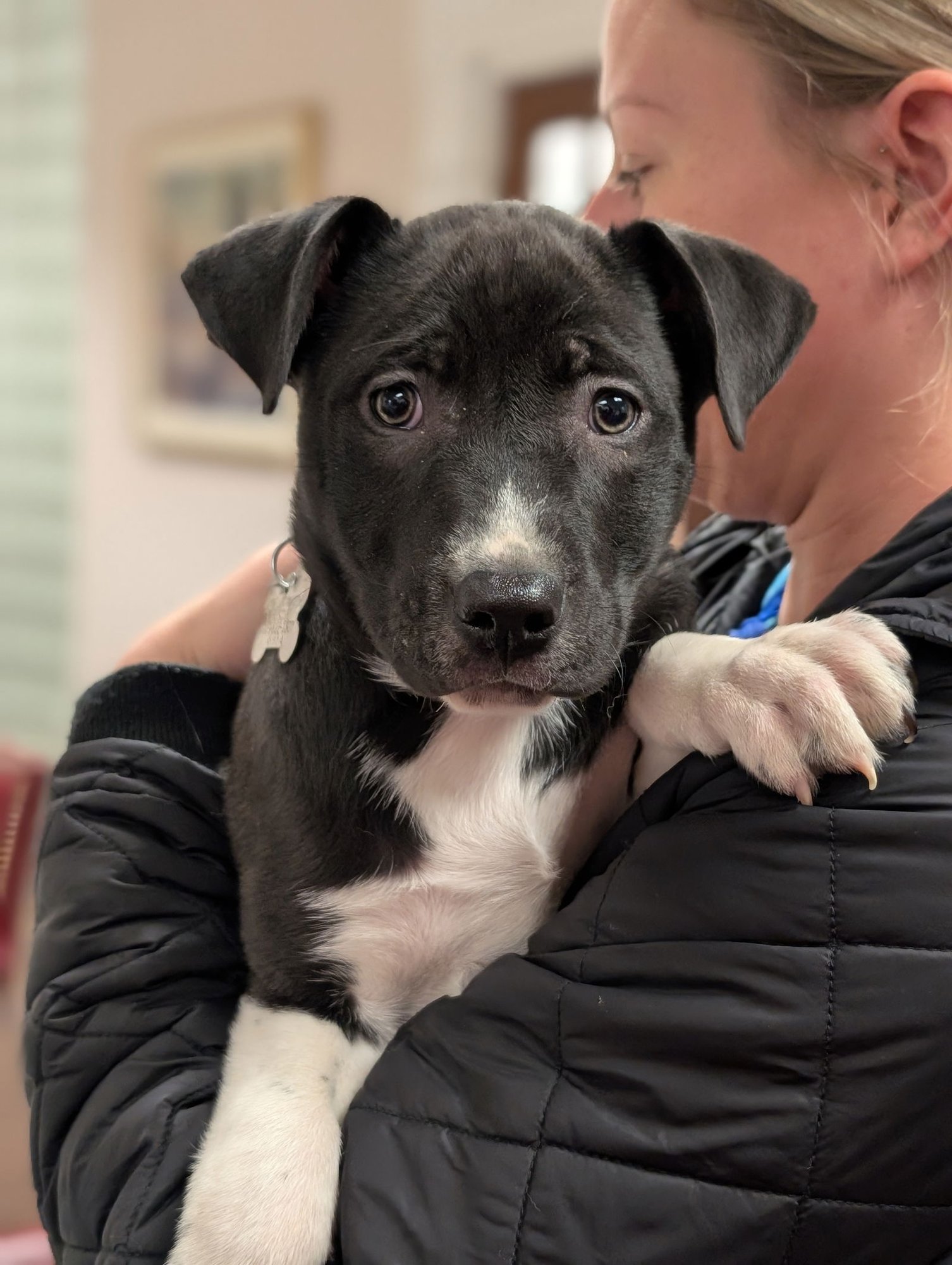 JACKSON - Shepherd available for adoption