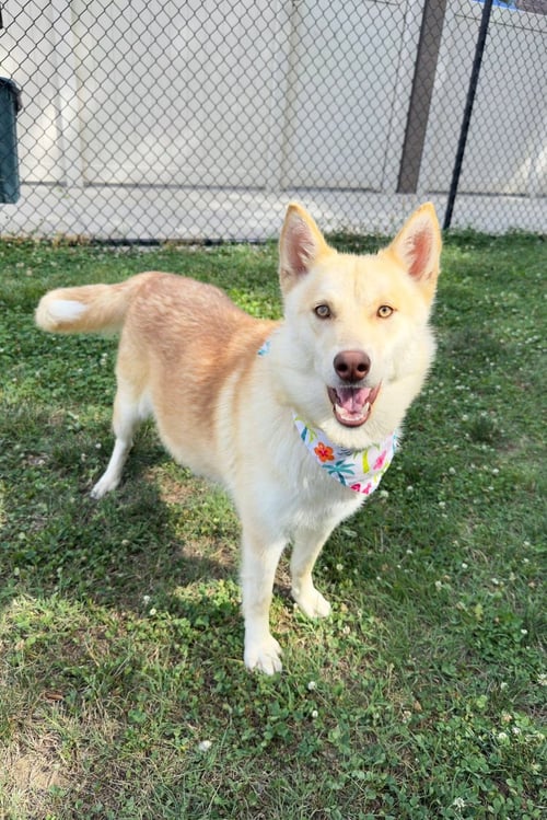 VENUS (THE GODDESS OF BEAUTY) - Husky / Spitz available for adoption