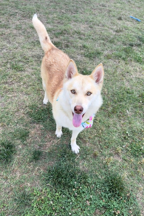 VENUS (THE GODDESS OF BEAUTY) - Husky / Spitz available for adoption