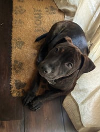 Kevin Malone (The Office Litter) - Photo 4