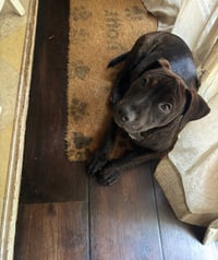 Kevin Malone (The Office Litter) - Photo 8