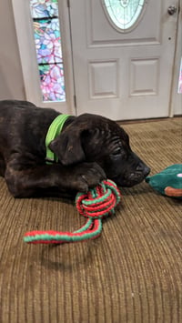 Kevin Malone (The Office Litter) - Photo 10