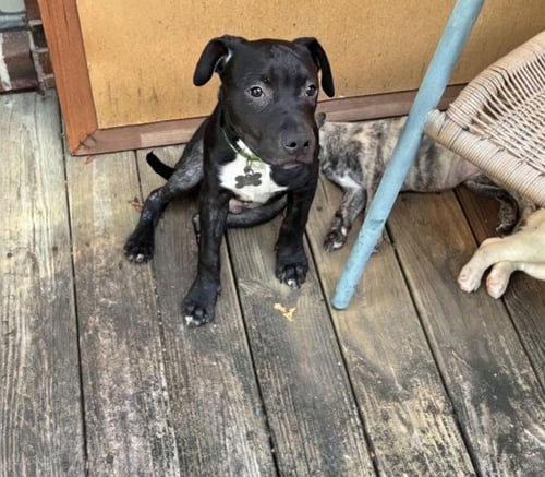 KEVIN MALONE (THE OFFICE LITTER) - Staffordshire Bull Terrier available for adoption