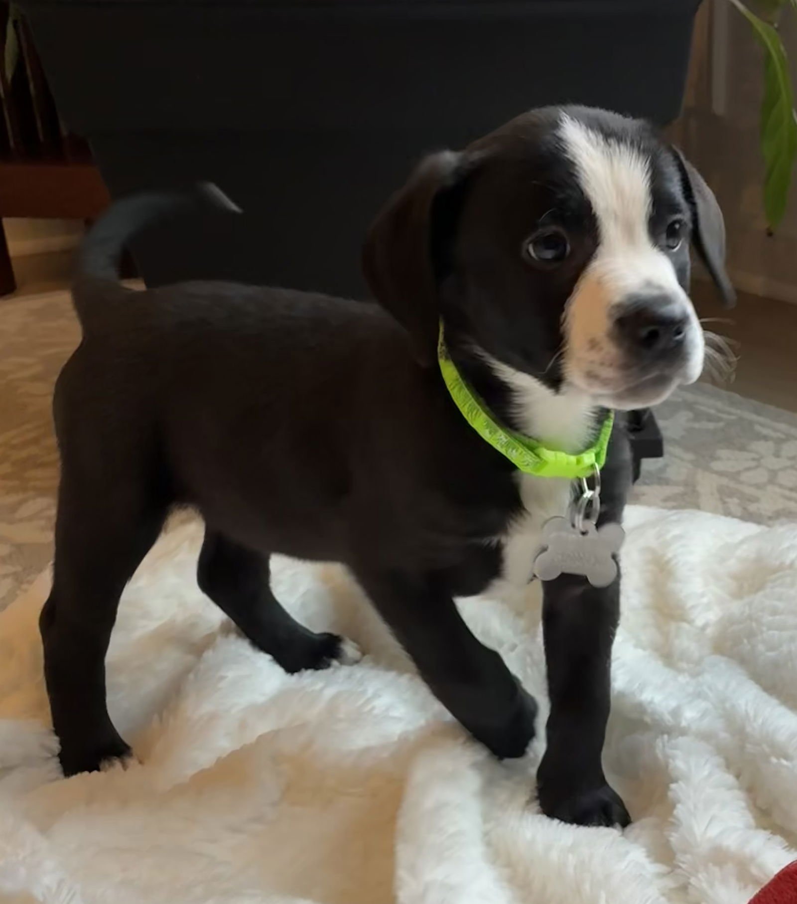 THIN MINT - Labrador Retriever / Shepherd available for adoption