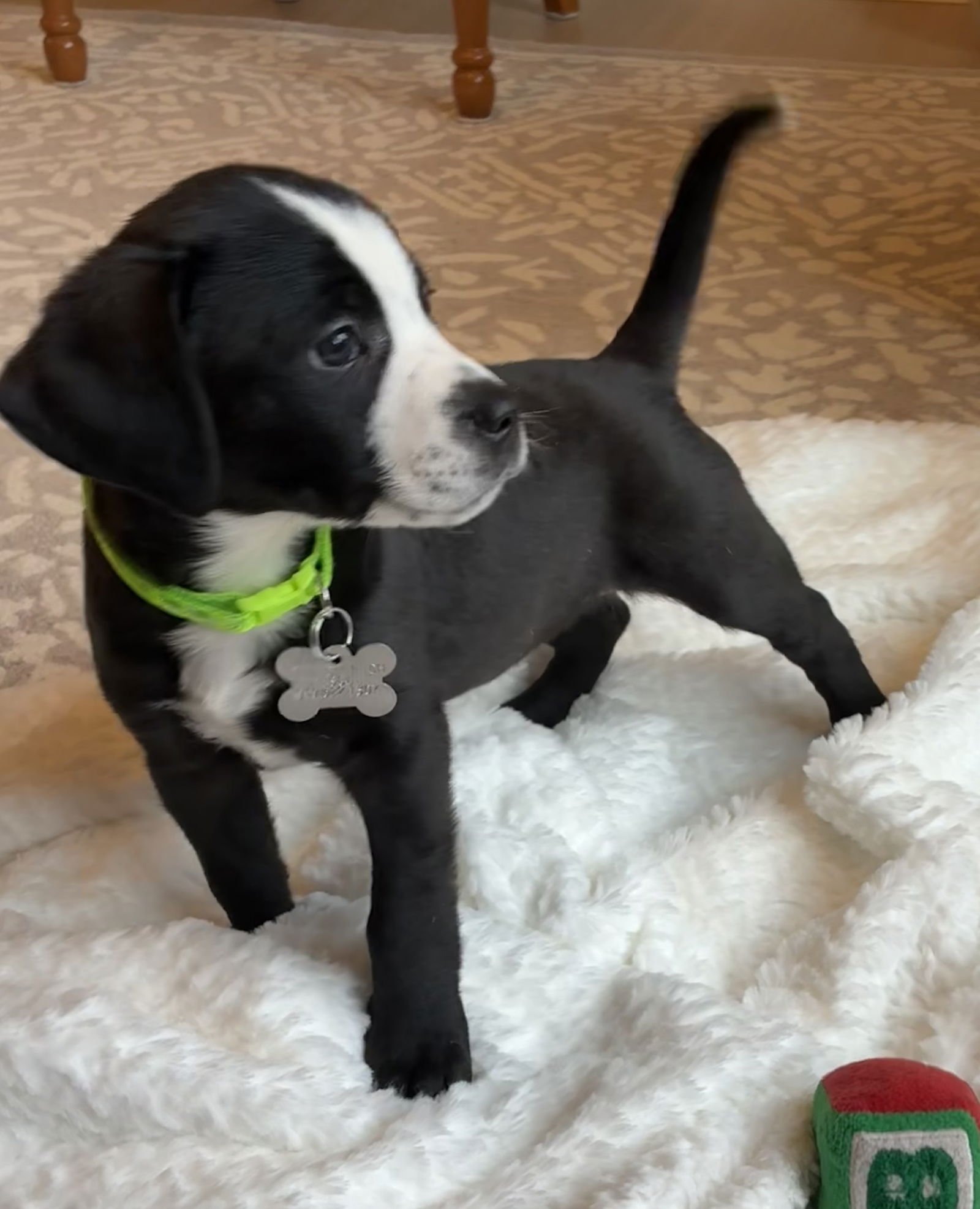 THIN MINT - Labrador Retriever / Shepherd available for adoption