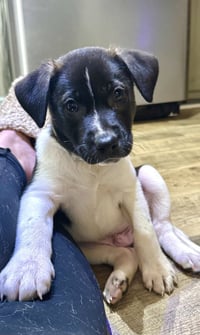 Gus (Mascot litter) - Photo 1
