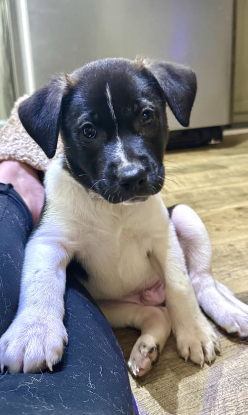 GUS (MASCOT LITTER) - German Shepherd Dog / Labrador Retriever available for adoption