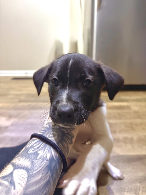 GUS (MASCOT LITTER) - German Shepherd Dog / Labrador Retriever available for adoption