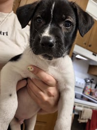 Gus (Mascot litter) - Photo 3