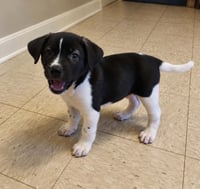Gus (Mascot litter) - Photo 4