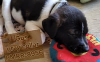 Gus (Mascot litter) - Photo 5