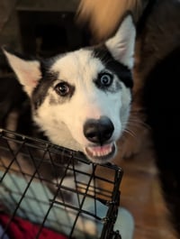 Ginger (Husky) - Photo 9