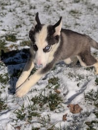 Ginger (Husky) - Photo 15