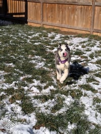 Ginger (Husky) - Photo 16