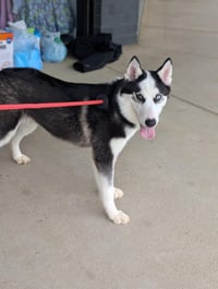 Ginger (Husky) - Photo 2