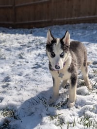 Ginger (Husky) - Photo 14