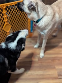 Ginger (Husky) - Photo 8
