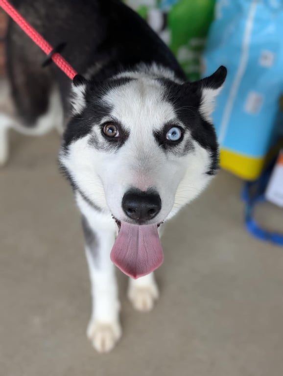 Ginger (Husky) Image