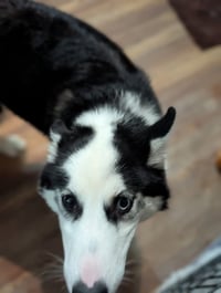 Ginger (Husky) - Photo 10