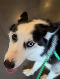 Ginger (Husky) - Photo 5
