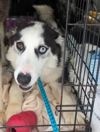 Ginger (Husky) - Photo 6