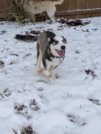 Ginger (Husky) - Photo 12