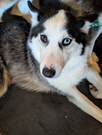 Ginger (Husky) - Photo 4