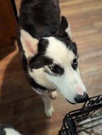 Ginger (Husky) - Photo 11